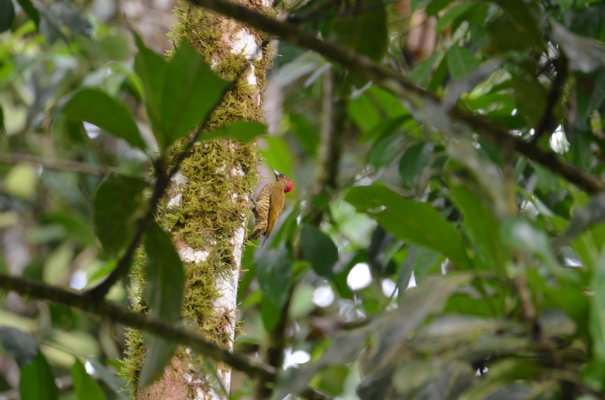 Rufous-winged Woodpecker - ML644376840