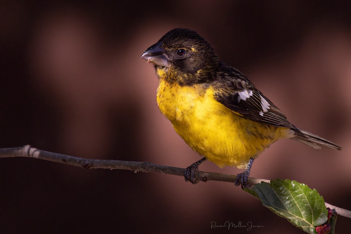 Black-backed Grosbeak - ML644376848