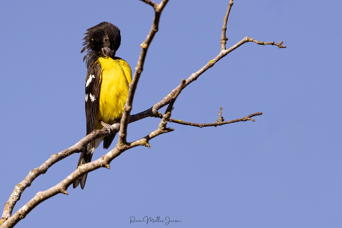 Black-backed Grosbeak - ML644376849