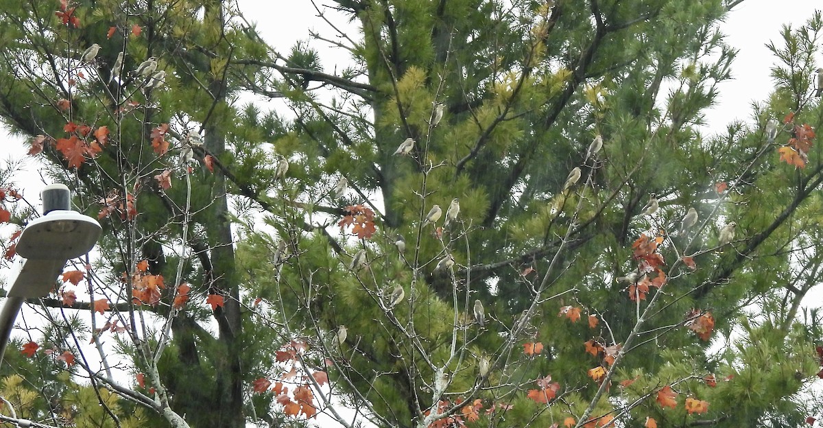 Cedar Waxwing - ML644376856