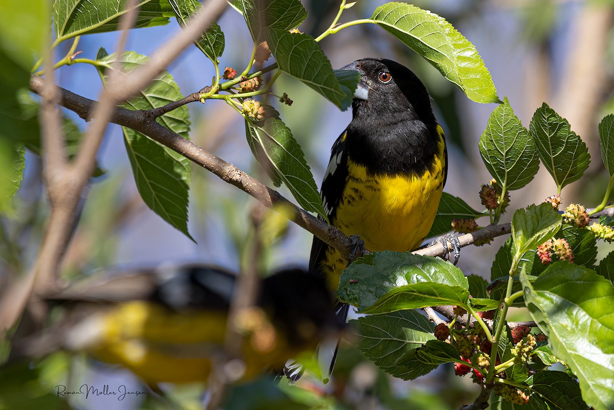 Black-backed Grosbeak - ML644376859