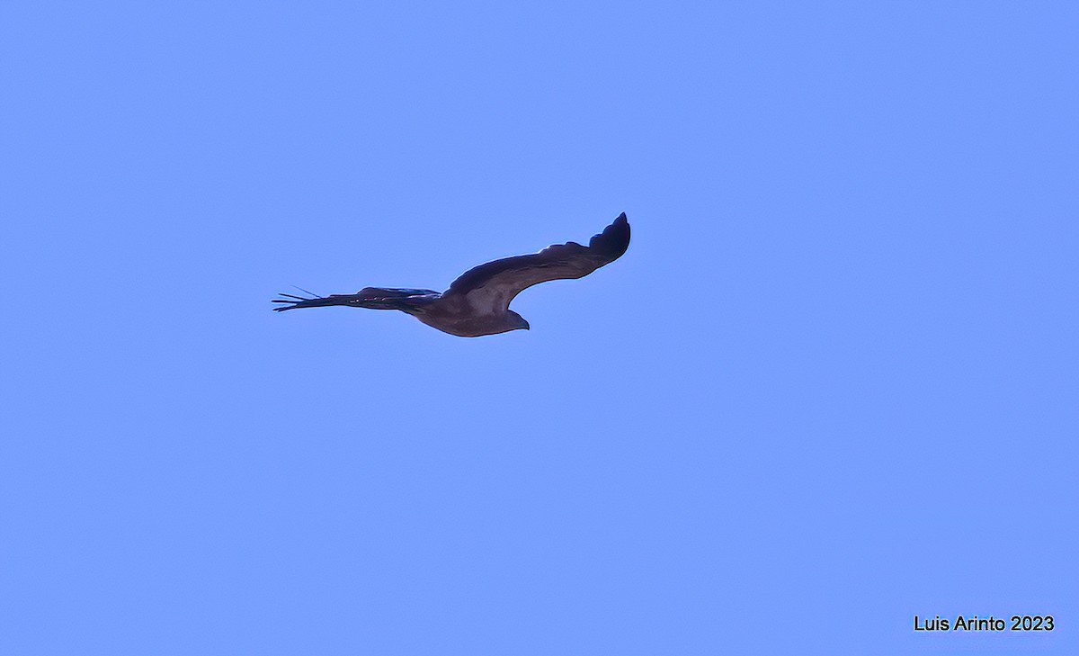 Tawny Eagle - ML644376863