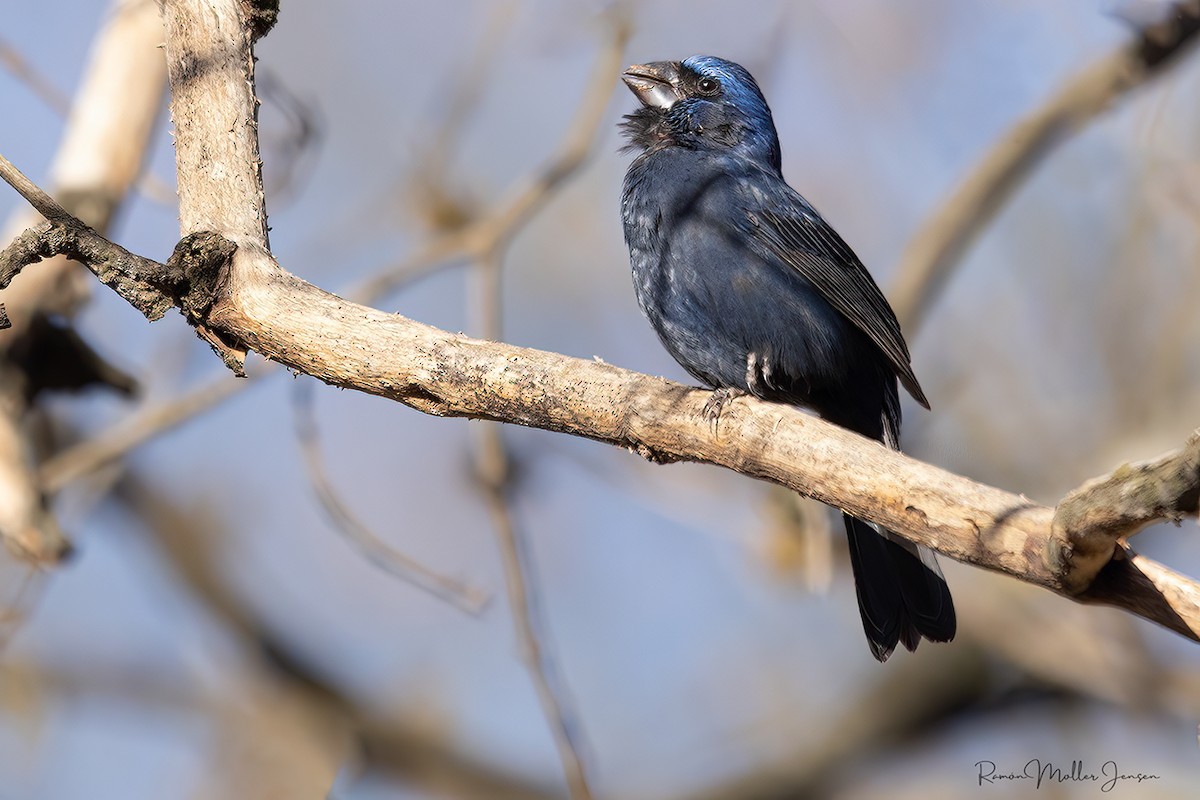 Ultramarine Grosbeak - ML644376879