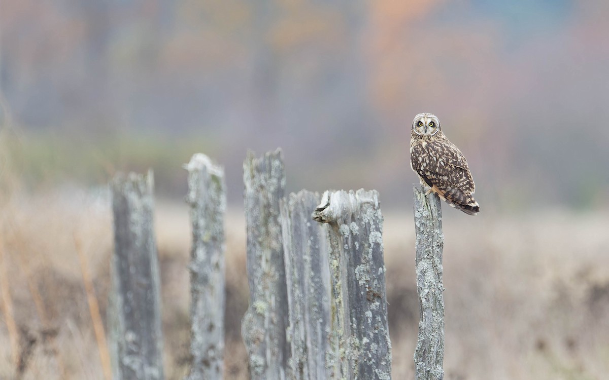 Zingira-hontza - ML644376888