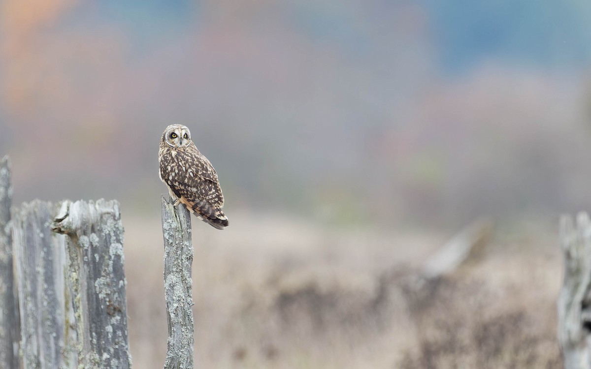 Zingira-hontza - ML644376889