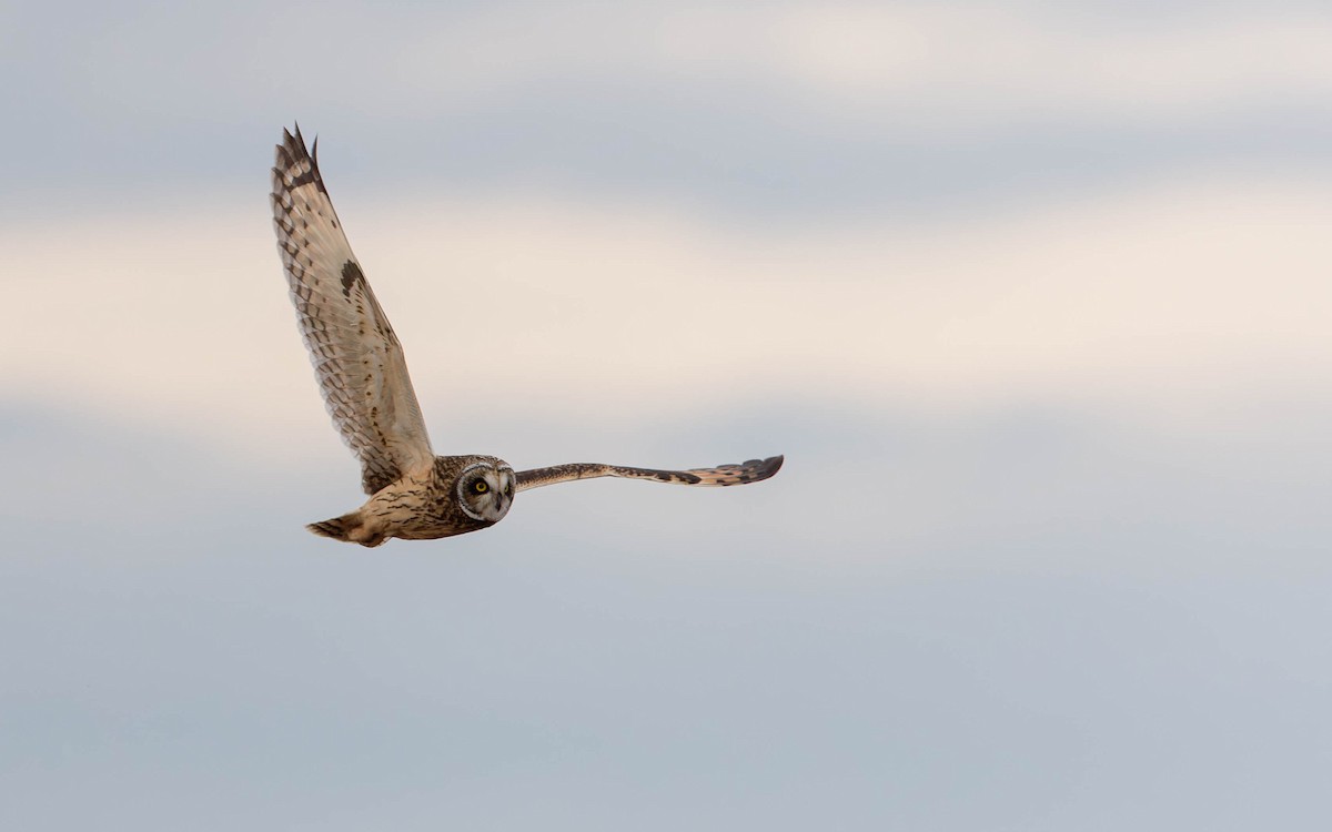 Zingira-hontza - ML644376891