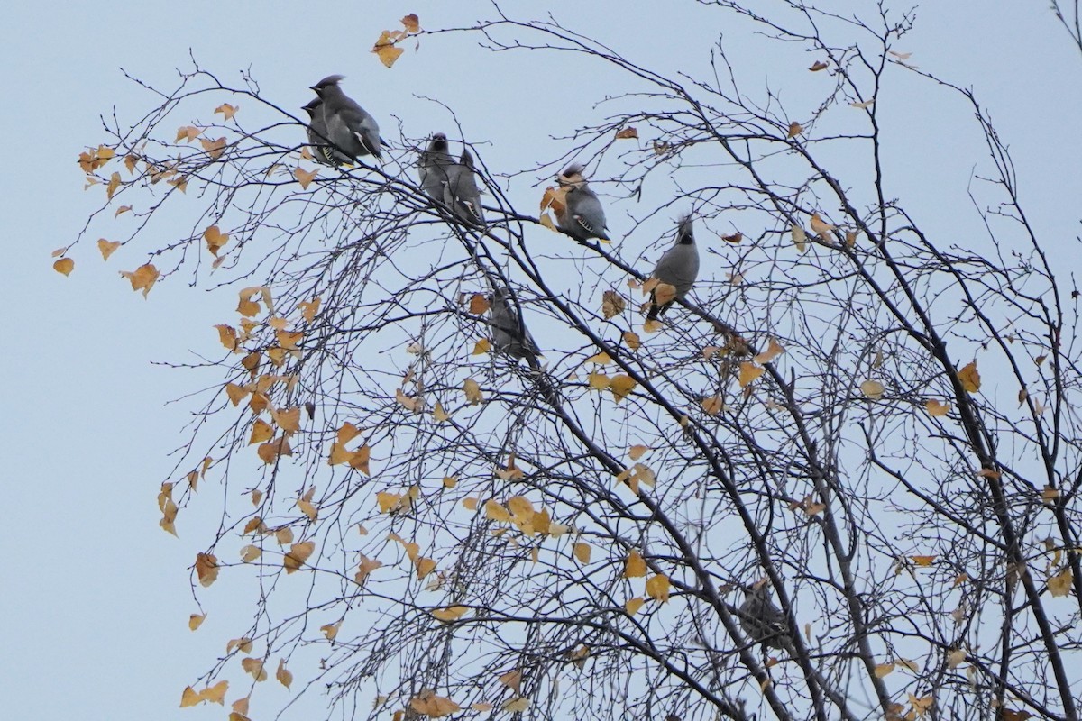 黃連雀 - ML644376894