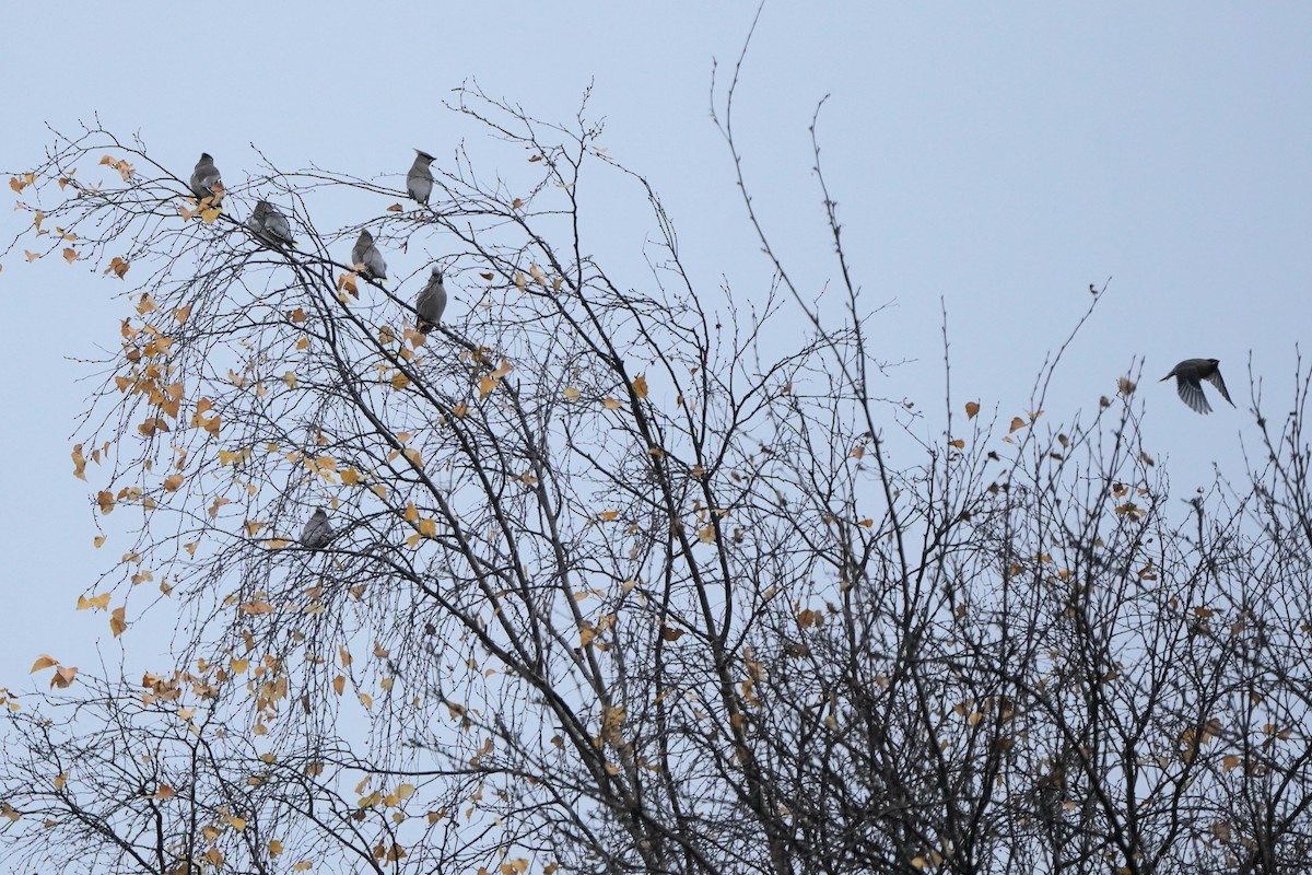 黃連雀 - ML644376895