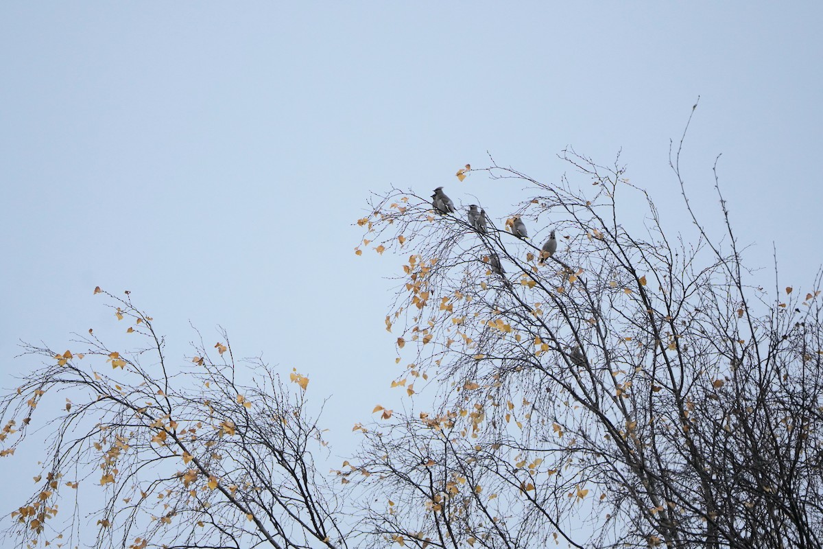 黃連雀 - ML644376896