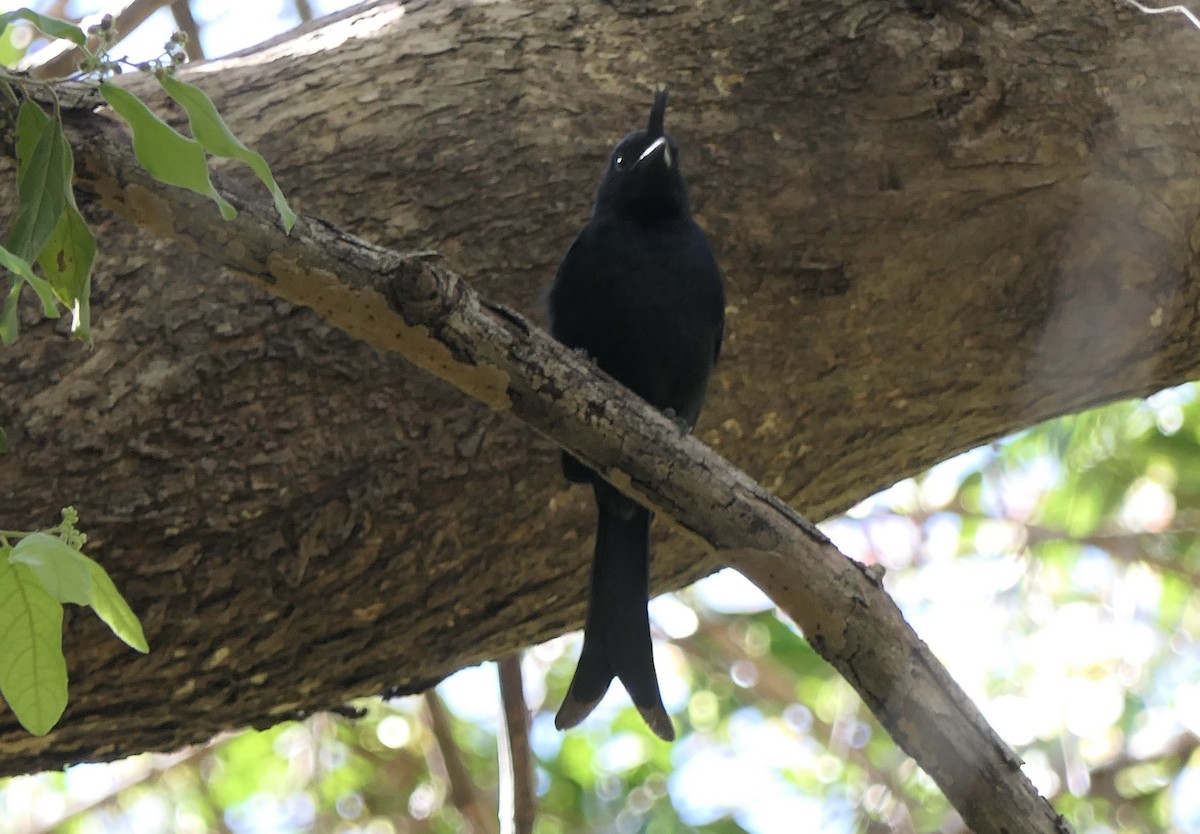 Crested Drongo (Madagascar) - ML644376914