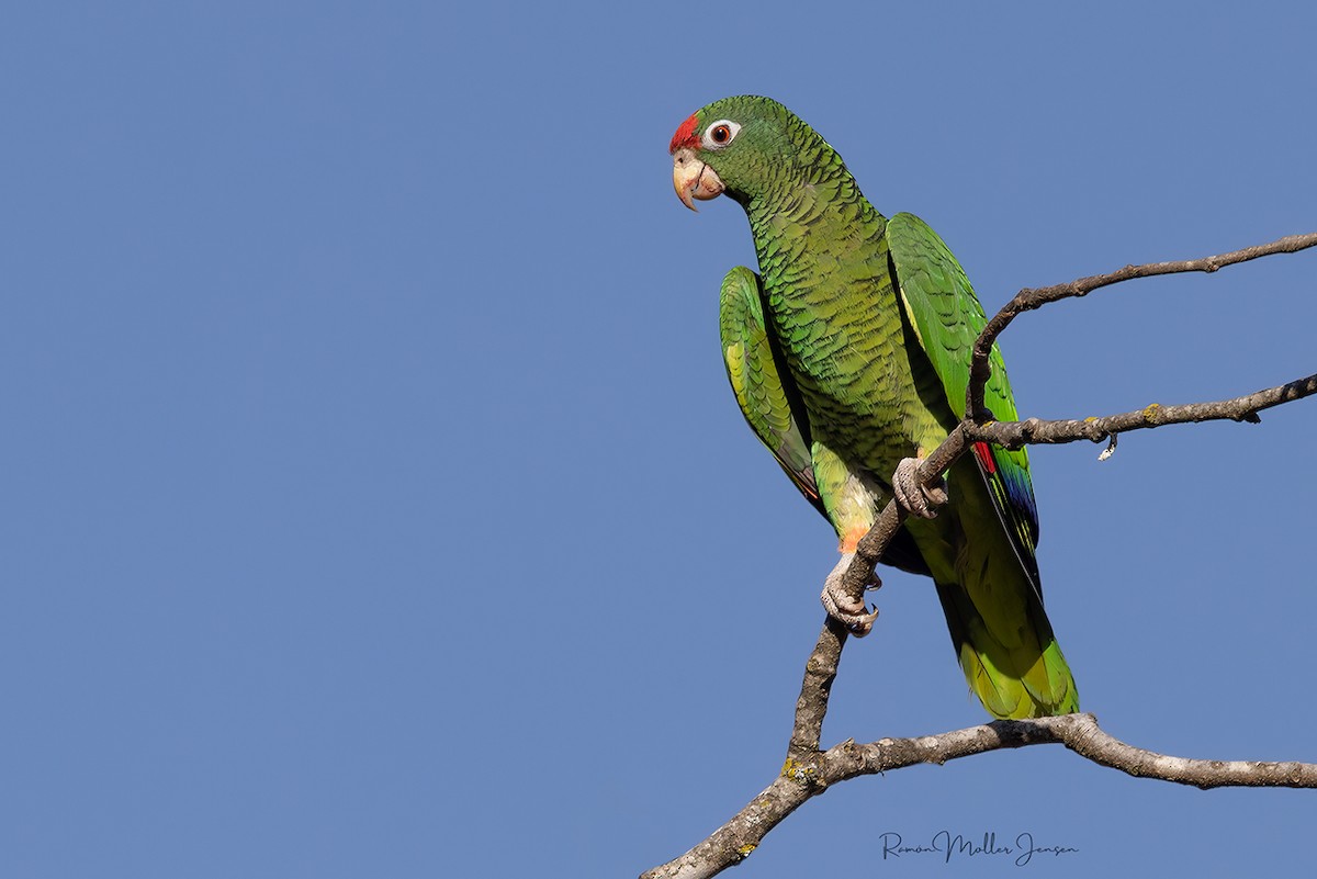 Tucuman Amazon - ML644376915