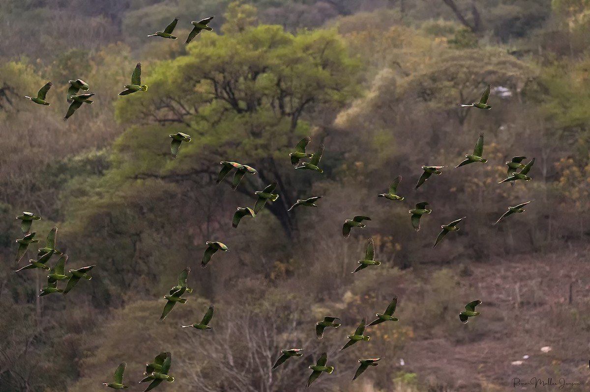 Tucuman Amazon - ML644376916