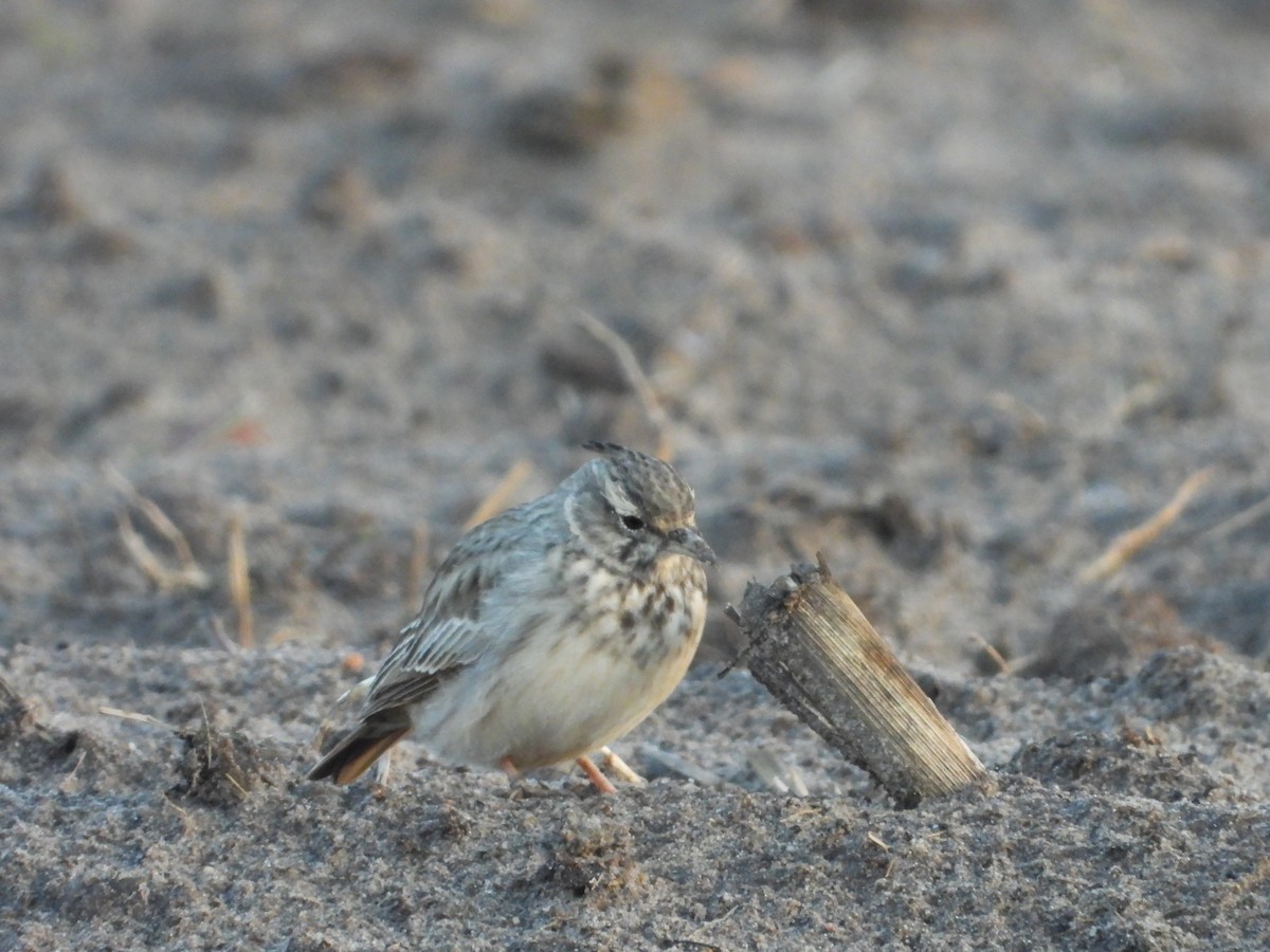 Crested Lark - ML644376922