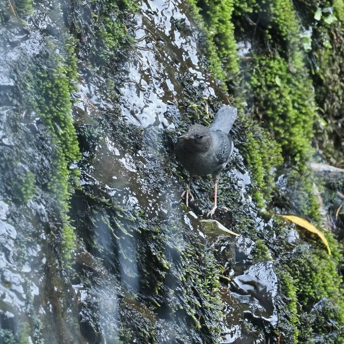 skorec šedý - ML644376923