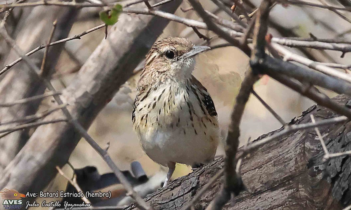 Stripe-backed Antbird - ML644376924
