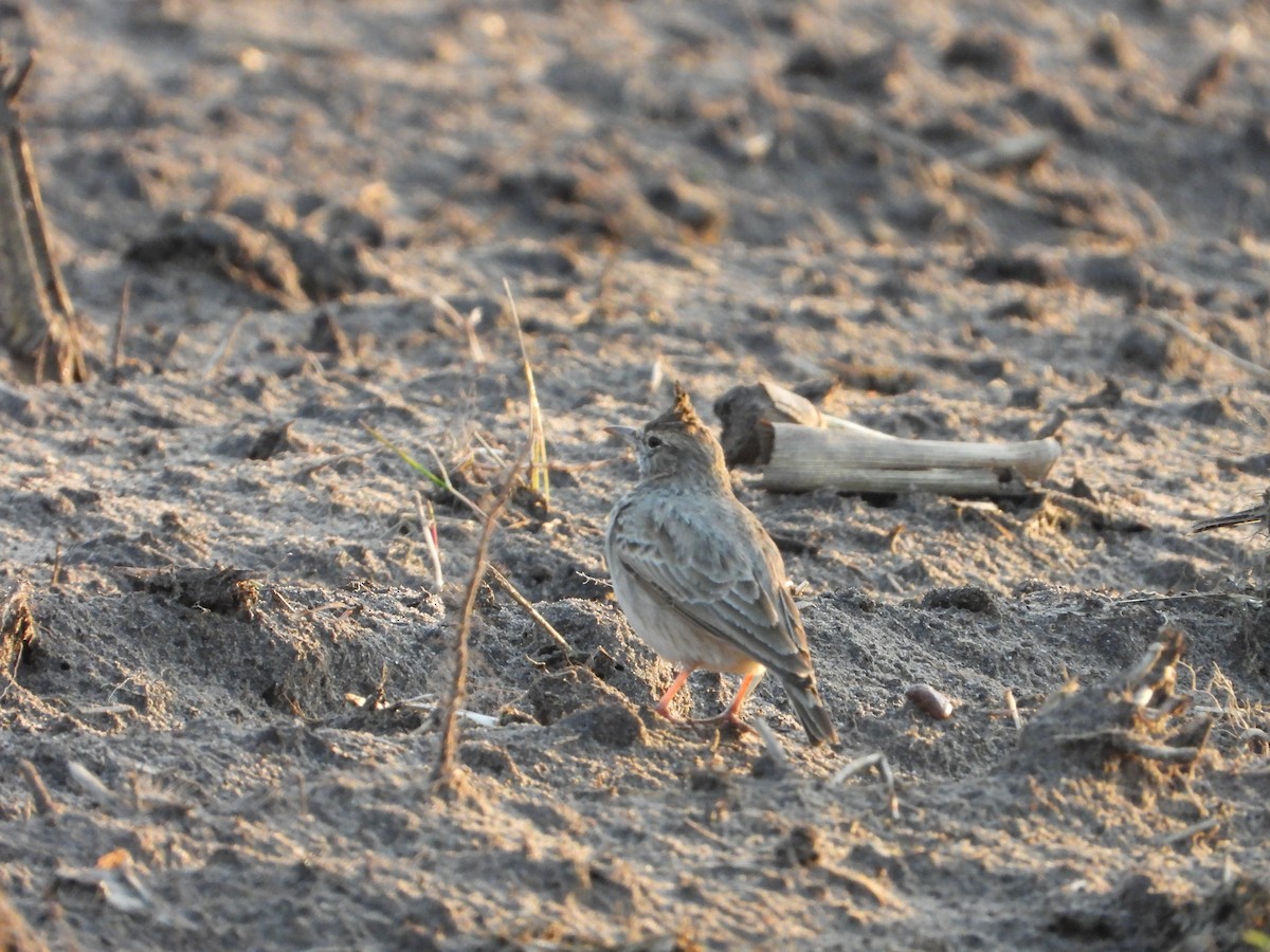 Crested Lark - ML644376928