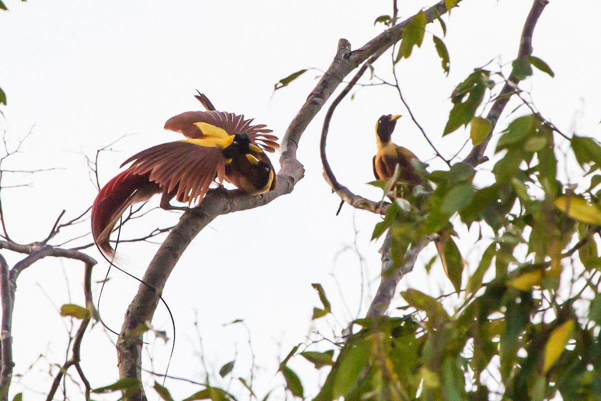 Red Bird-of-Paradise - ML644376930