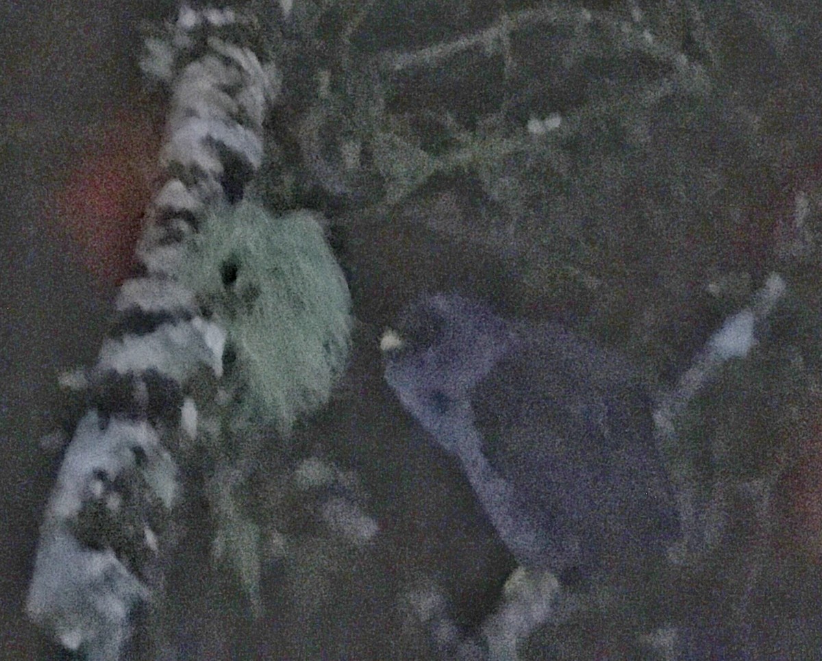 Black-banded Owl - ML644376942