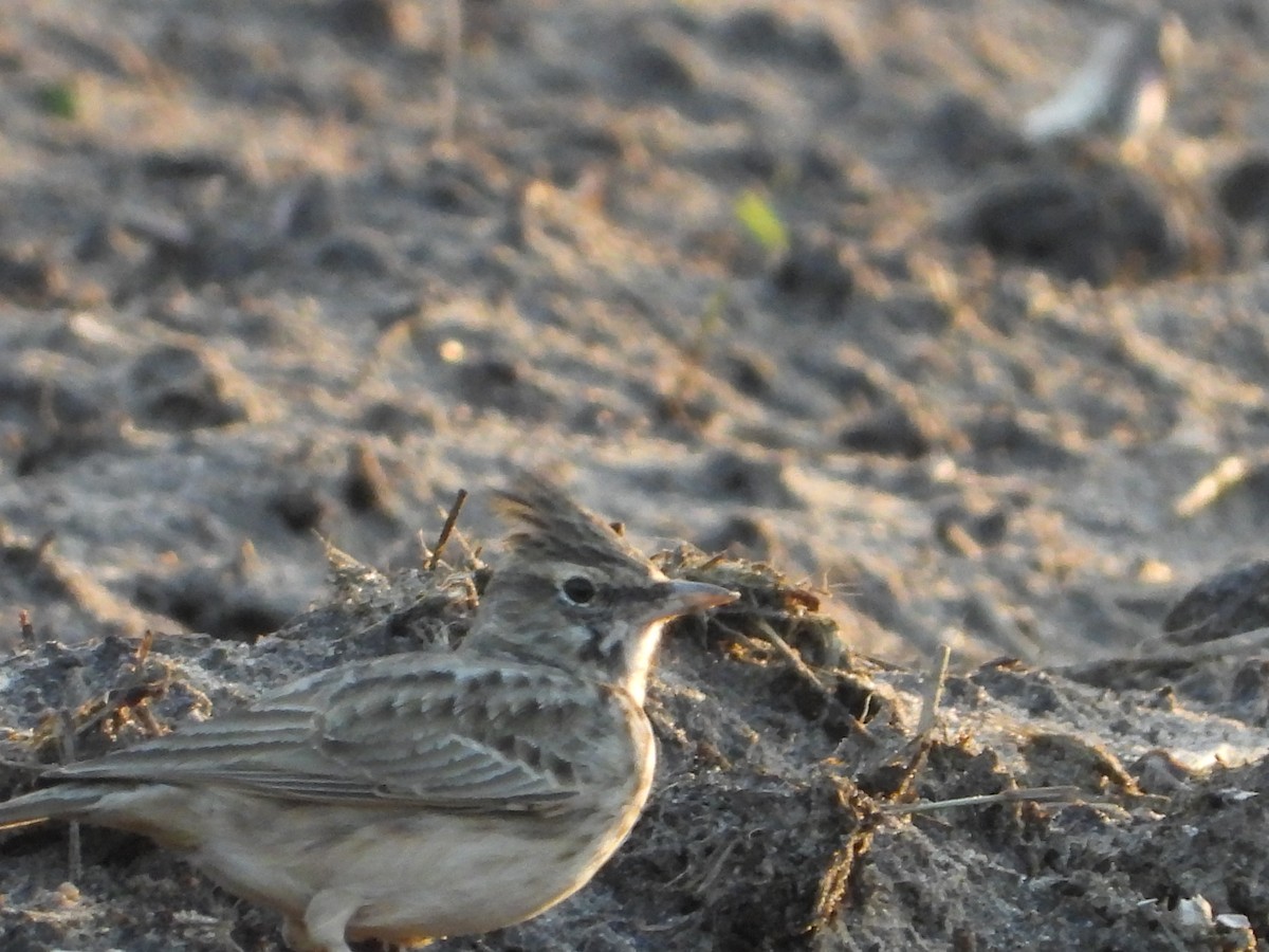 Crested Lark - ML644376943