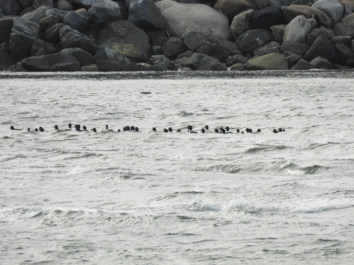 Barrow's Goldeneye - ML644376952