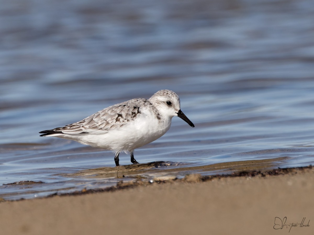 Sanderling - ML644376958