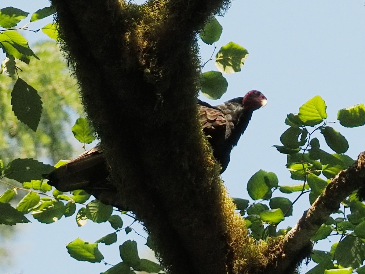 kondor krocanovitý - ML644376960