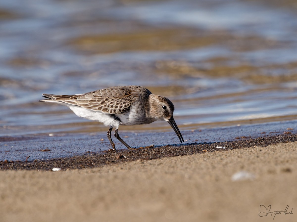 Dunlin - ML644376964