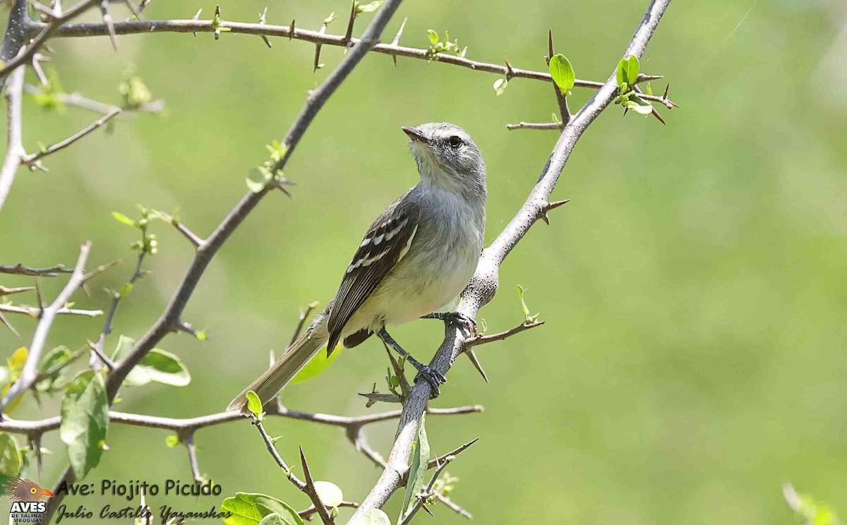 Plain Tyrannulet - ML644376965