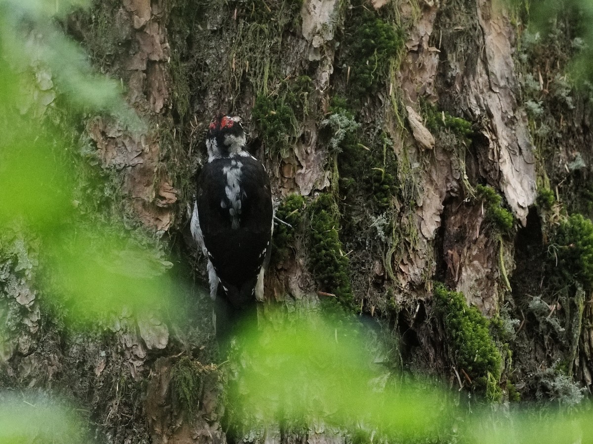 strakapoud americký - ML644376973