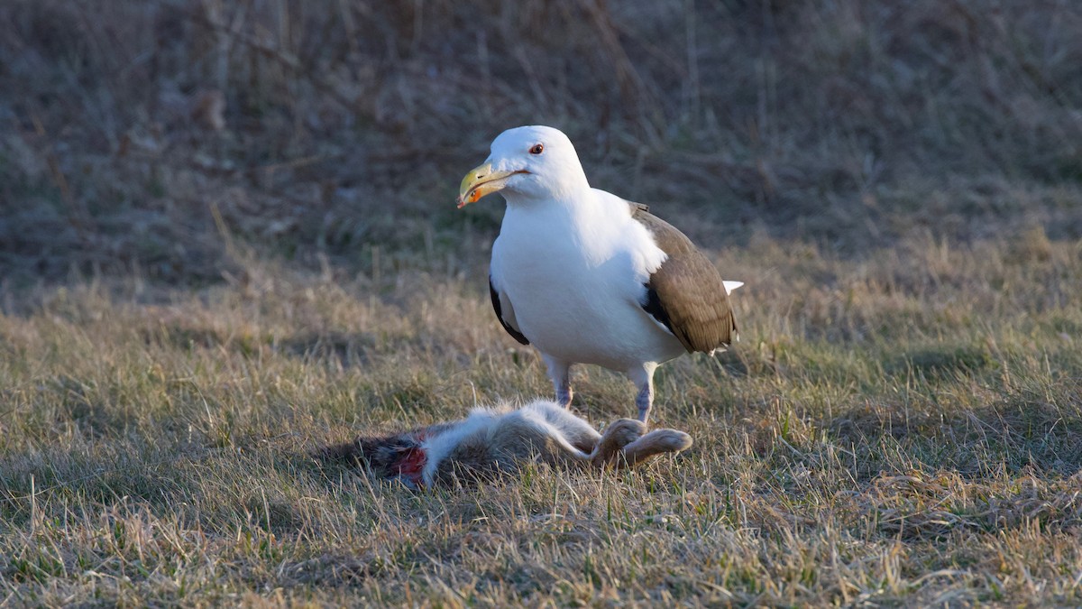 Great Black-backed Gull - ML644376979