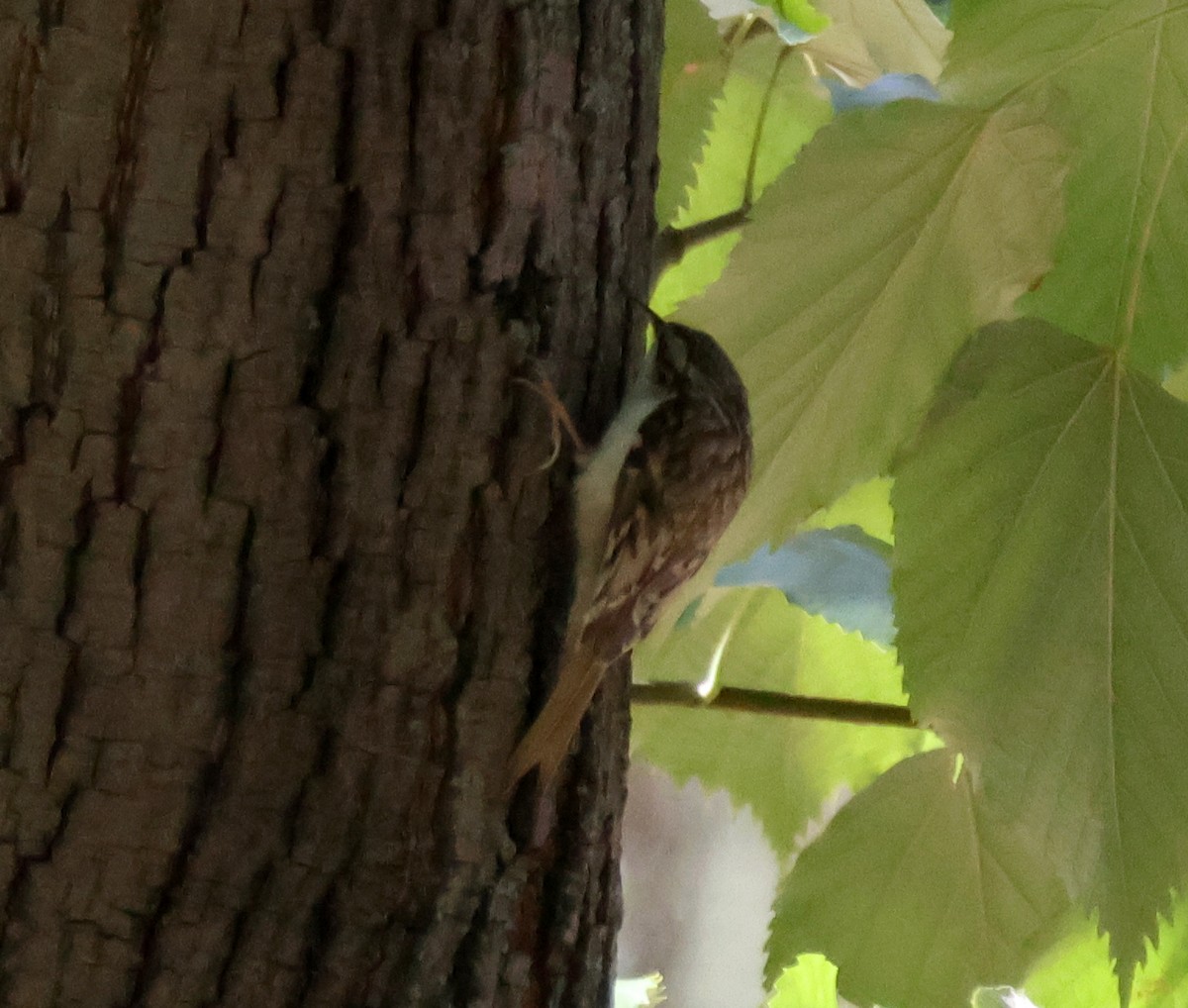 Хөвчийн бялзуумар - ML644376980