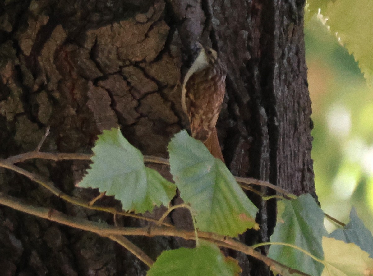 Хөвчийн бялзуумар - ML644376981