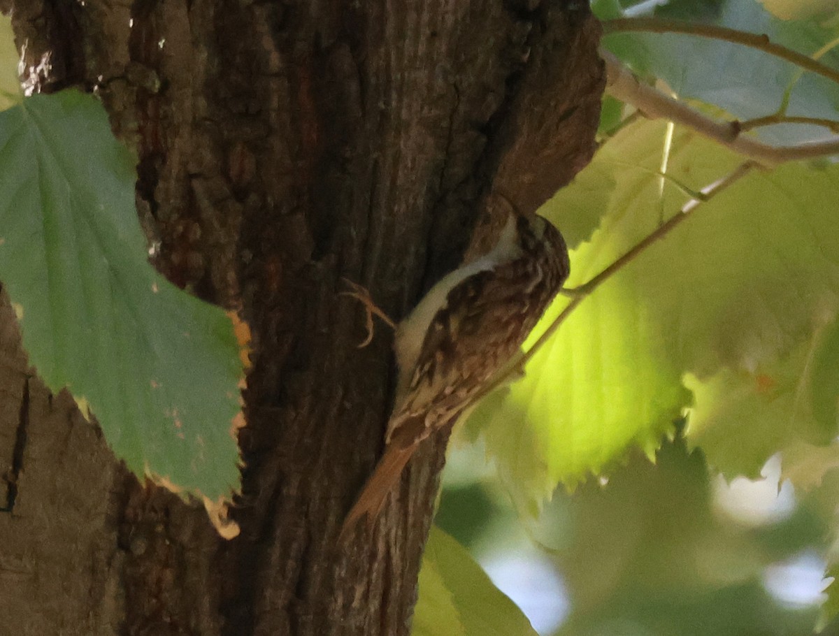 Хөвчийн бялзуумар - ML644376982