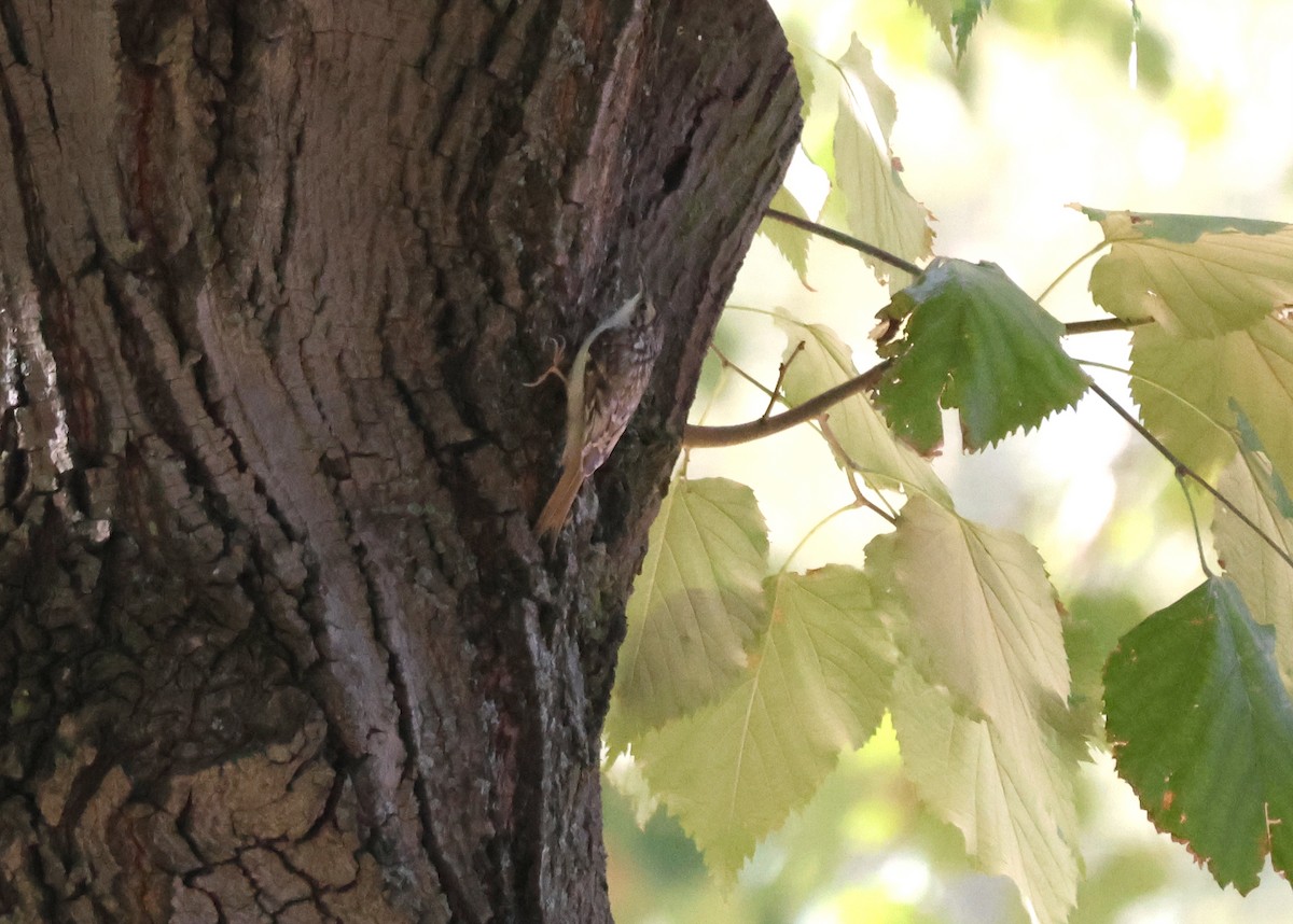 Хөвчийн бялзуумар - ML644376983