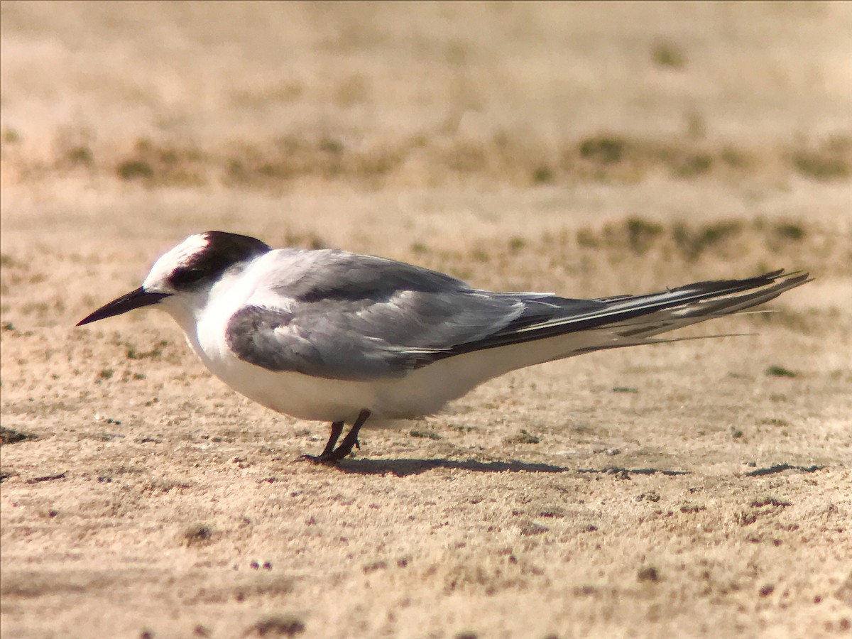 Arctic Tern - ML644376985