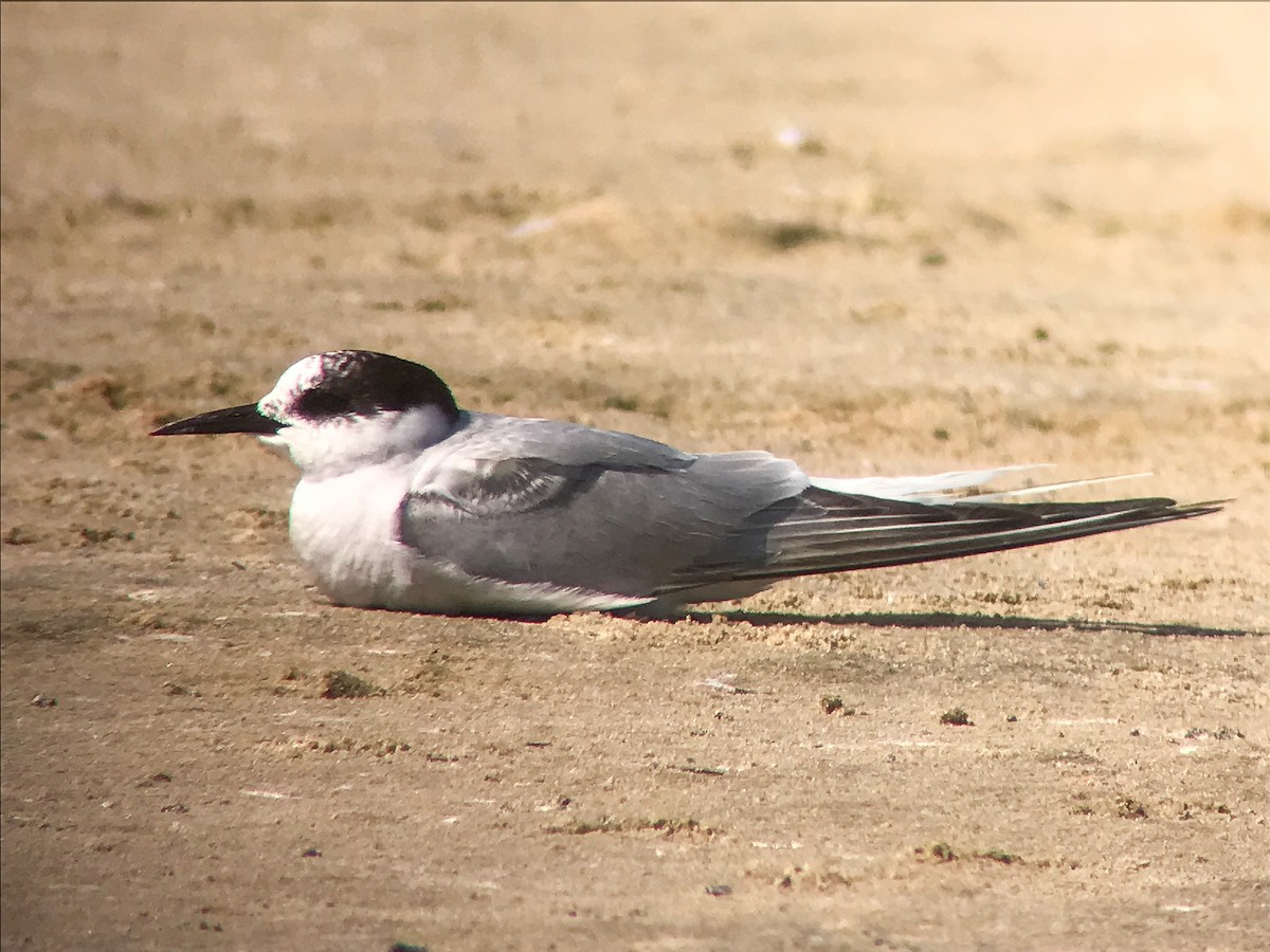 Arctic Tern - ML644376986