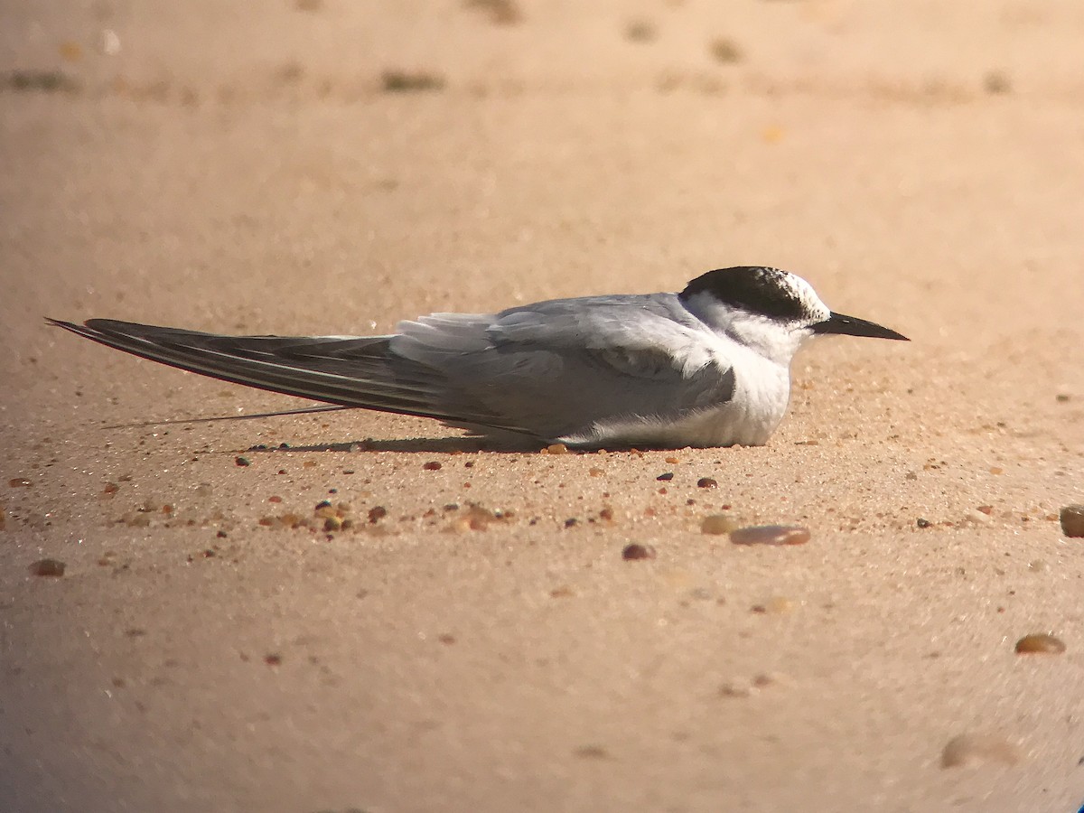 Arctic Tern - ML644376989
