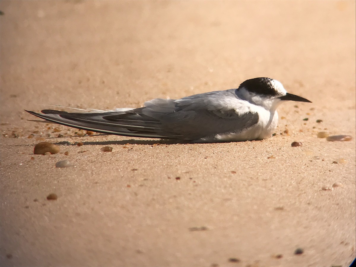 Arctic Tern - ML644376990