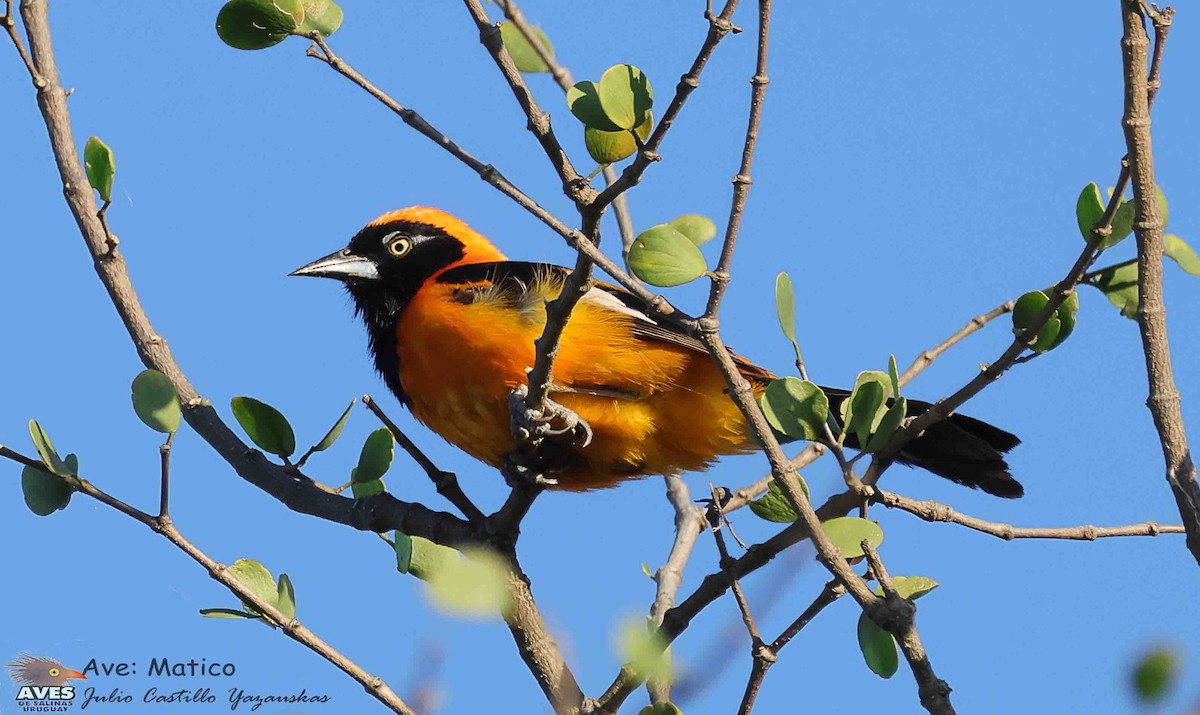 コシアカムクドリモドキ - ML644376993