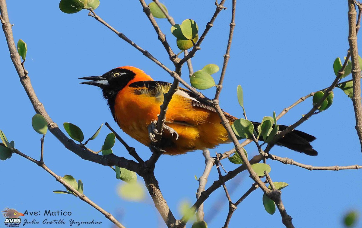 コシアカムクドリモドキ - ML644376994