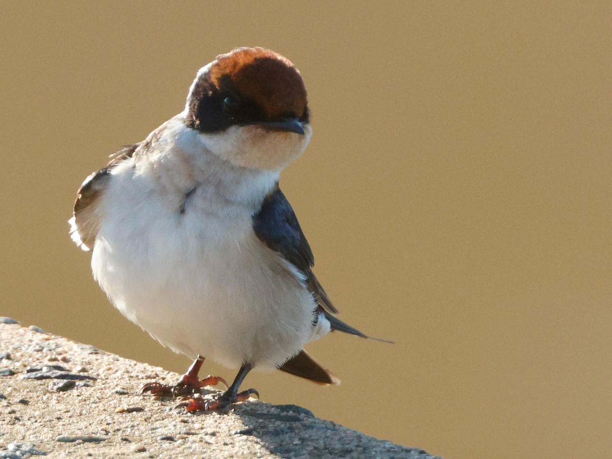 Wire-tailed Swallow - ML644376995