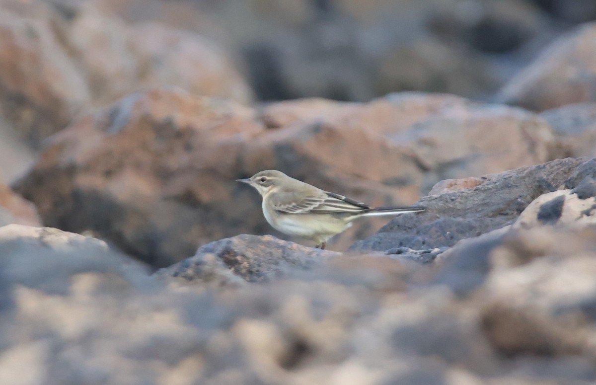 Western Yellow Wagtail - ML644377000
