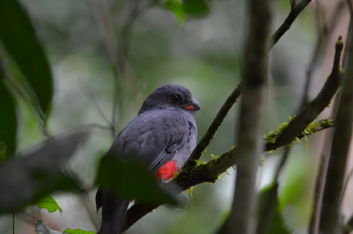 Slaty-tailed Trogon - ML644377002