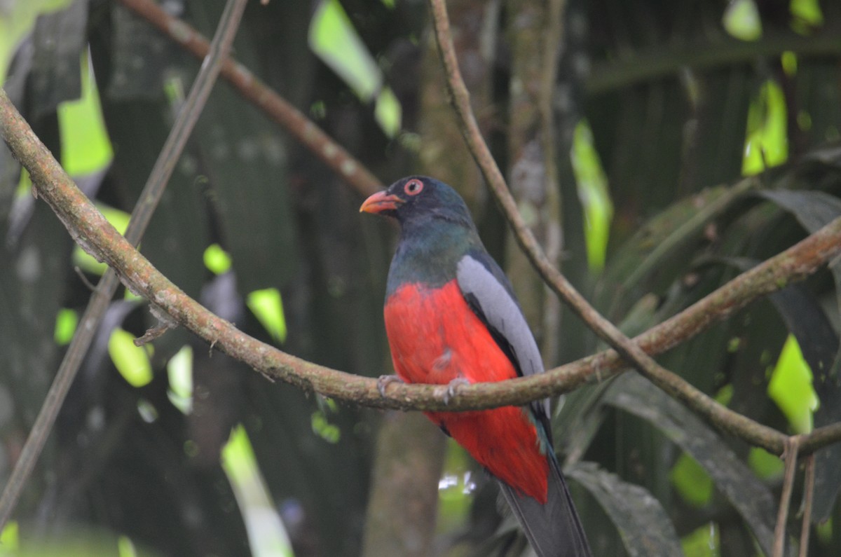 Slaty-tailed Trogon - ML644377003