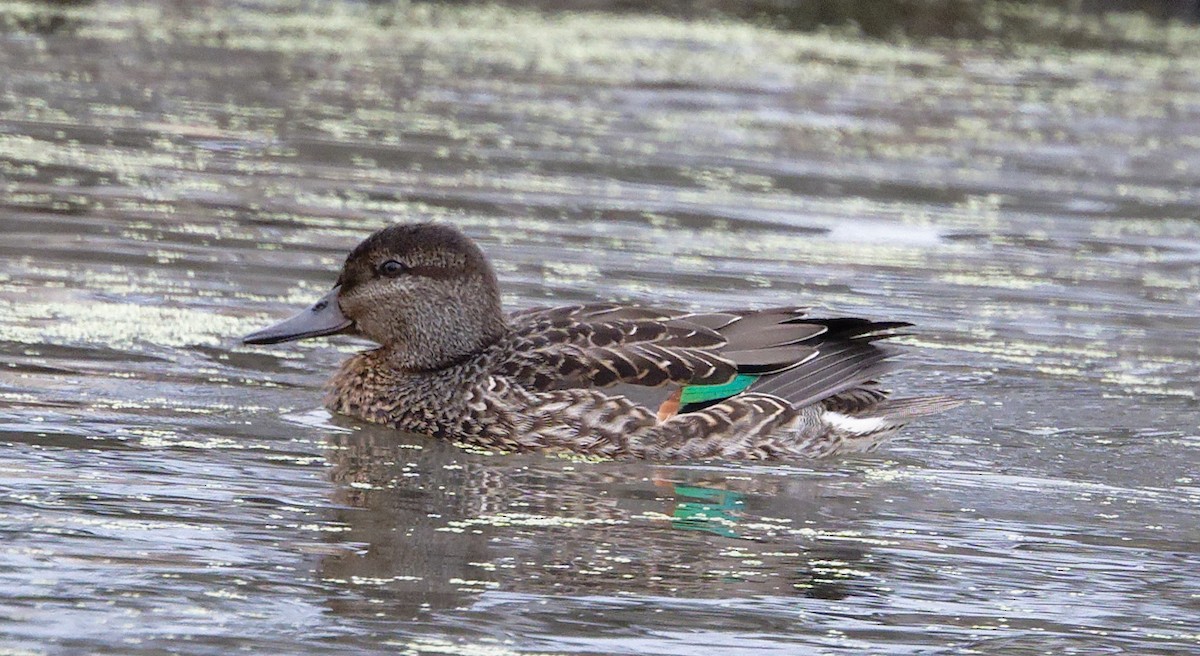 Green-winged Teal - ML644377005