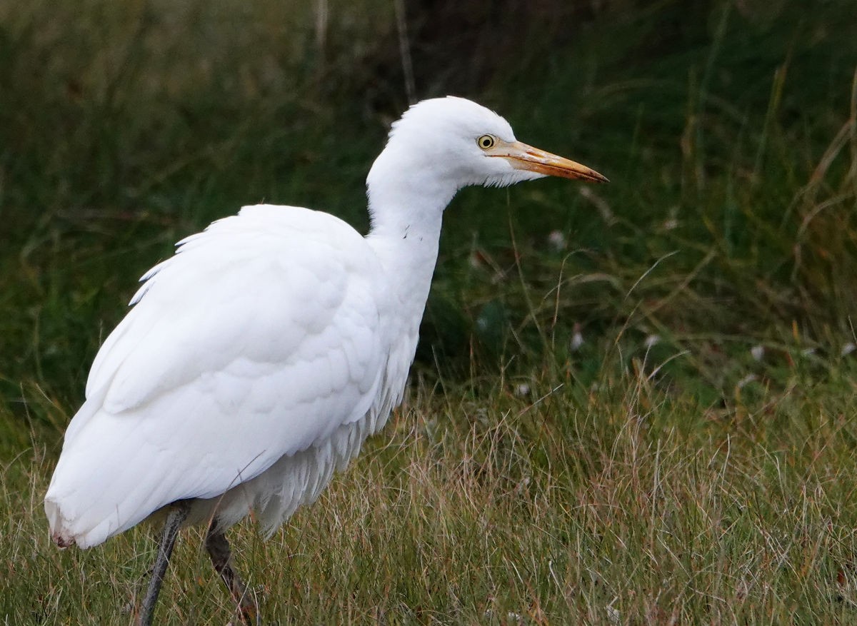 Western Cattle-Egret - ML644377007