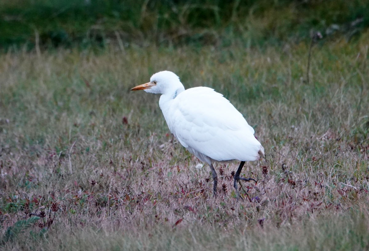 Western Cattle-Egret - ML644377008