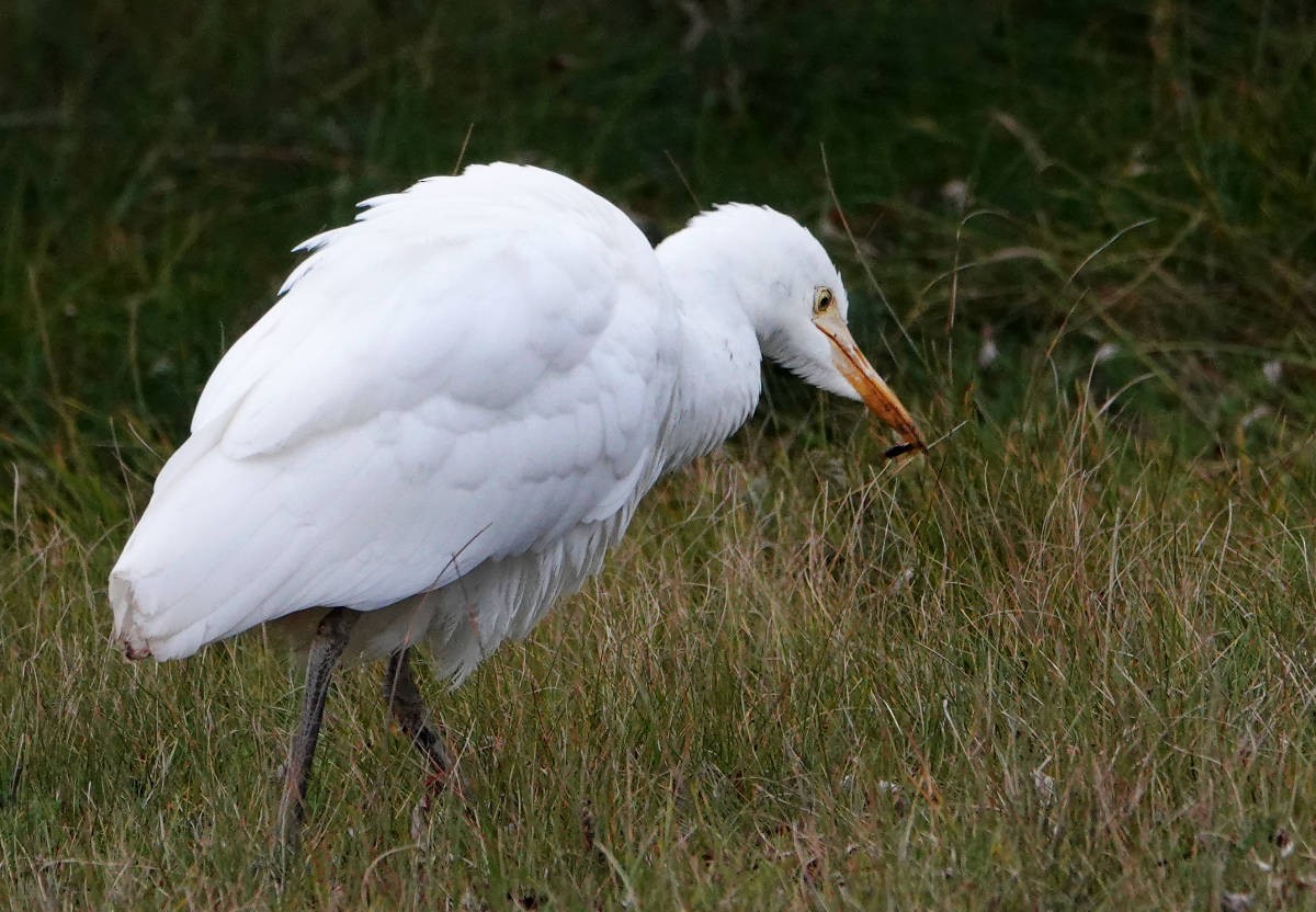 Western Cattle-Egret - ML644377009
