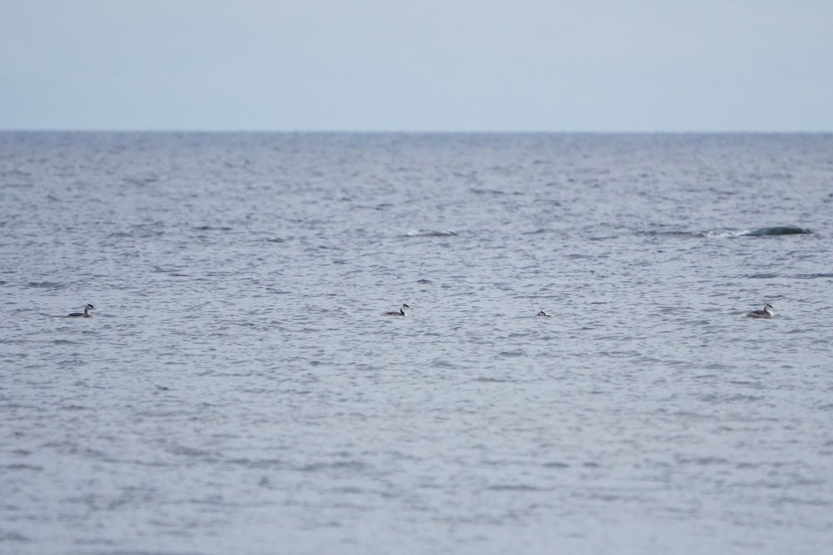 Great Crested Grebe - ML644377024
