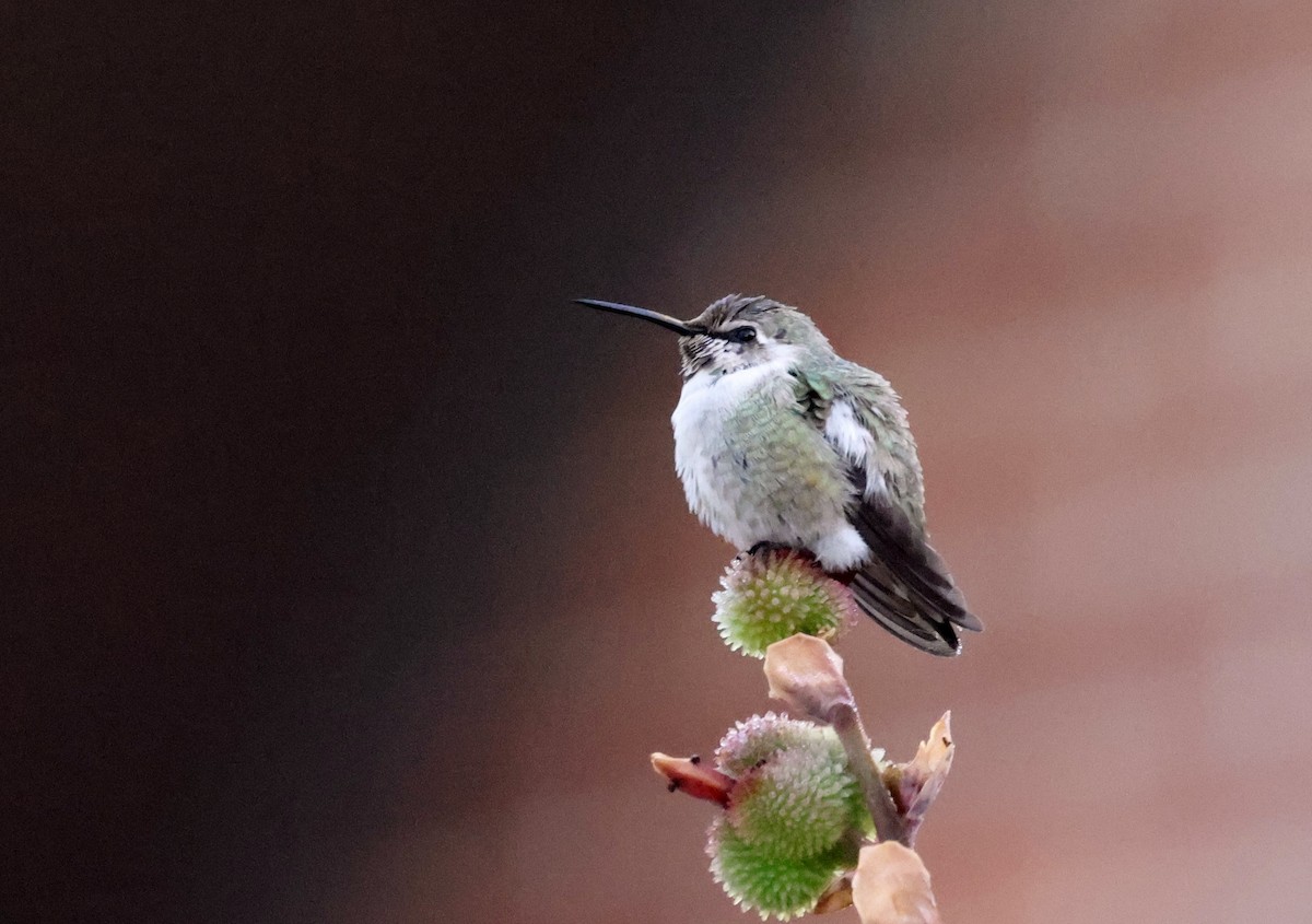 Costa's Hummingbird - ML644377025